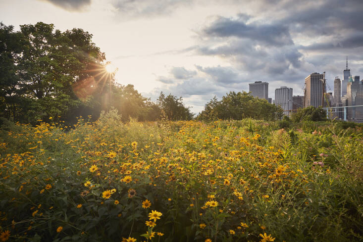 “The most spectacular ecological feature of the park—a harmonious marriage of ecology and urban park design—is the Flower Field on the rambling Pier 6,” writes Ngo of Brooklyn Bridge Park. Excerpted from New York Green by Ngoc Minh Ngo (Artisan Books). Copyright © \20\23. Photographs by Ngoc Minh Ngo.