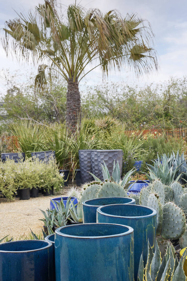 Brahea clara is a rare and wonderful silver palm available at the nursery, shown with a collection of drought tolerant plants.