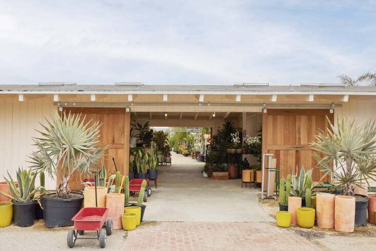 Grubb restored the \197\2 building and put in beautiful front doors built out of reclaimed wood from water tanks in Marin by Ghostown Woodworks. Bismark palms (Bismarkia nobilis) flank the entrance.