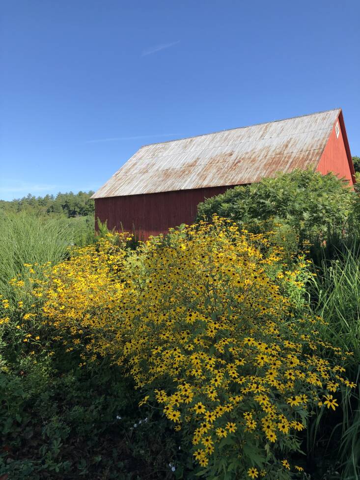   Ci-dessus : La Susan aux yeux bruns (Rudbeckia triloba) est l'une des favorites d'O'Donnell.  L'indigène annuel / bisannuel (le sud du Vermont est à la limite nord de son habitat naturel) se sème lui-même, produisant des plantes fortes et robustes.  Ils peuvent atteindre cinq pieds de hauteur, avec une habitude touffue.  