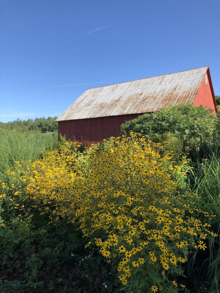  Above: Brown-eyed Susan (Rudbeckia triloba) is a favorite of O’Donnell’s. The annual/biennial native (Southern Vermont is at the northern edge of its natural habitat) seeds itself, producing strong, hardy plants. They can reach five feet in height, with a bushy habit. “It blooms for several months at the end of summer and produces beautiful seed heads in late fall and winter,” says O’Donnell.