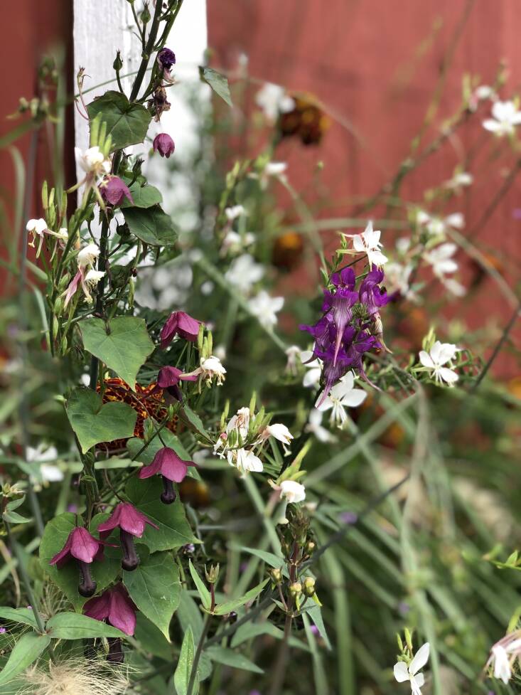 O’Donnell put together this pot display of purple bell vine (Rhodochiton sanguineum), wispy, white Gaura &#8\2\16;The Bride&#8\2\17;, and bright violet three bird toadflax (Linaria triornithophora). “These are just some good plants all tangled together,” she says.