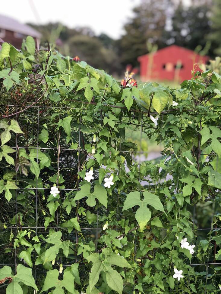 “I love all vines,” says O’Donnell. “Here are two: the white flowering Asarina scadens ‘Snow White’ and the other with the ivy, pendant-like shaped leaves is called tiny yellow morning glory (Ipomoea hederifolia var. lutea), which is one of my favorites even without its little tubular yellow flowers. The leaves are so good!”