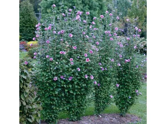 Purple Pillar® Rose of Sharon