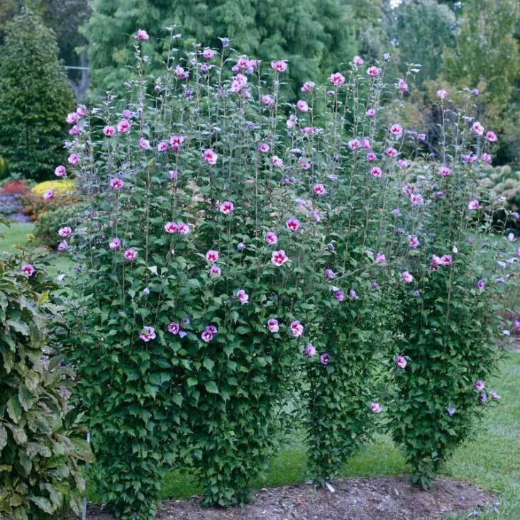 Un &#8\2\16;Pilier Violet&#8\2\17;  rose de Sharon;  \$\2\1,99 pour \1 pinte chez Great Garden Plants.