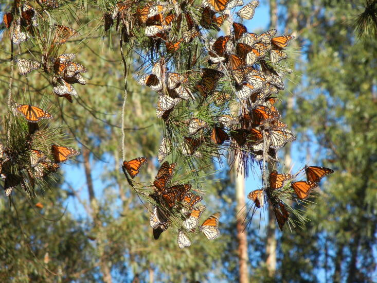 The western monarch in California during its migration south. Photograph by Candace Fallon, courtesy of Xerces Society.