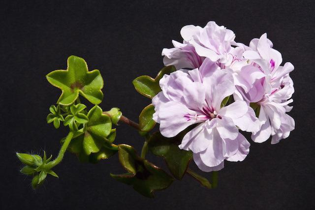 P. &#8\2\16;Jips Raffles&#8\2\17; has pale lilac flowers.