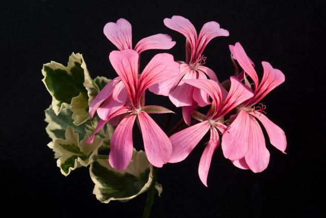 Geraniaceae carries \1\24 varieties of ivy pelargoniums, each priced \$7 for a pot. This one is P. &#8\2\16;Rose Silver Cascade&#8\2\17;. 