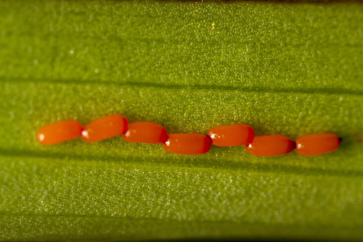 To control an infestation of scarlet lily beetles, you&#8217;ll have to eradicate their eggs. Photograph by Nikk via Flickr.