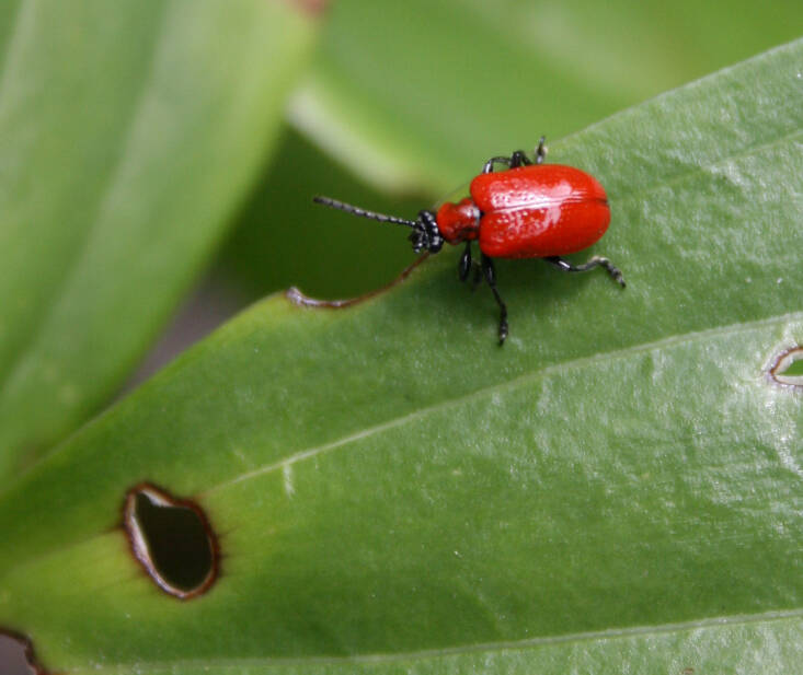 As their name suggests, scarlet lily beetles love to dine on the leaves of lilies. Photograph by Hobbs_Luton via Flickr.