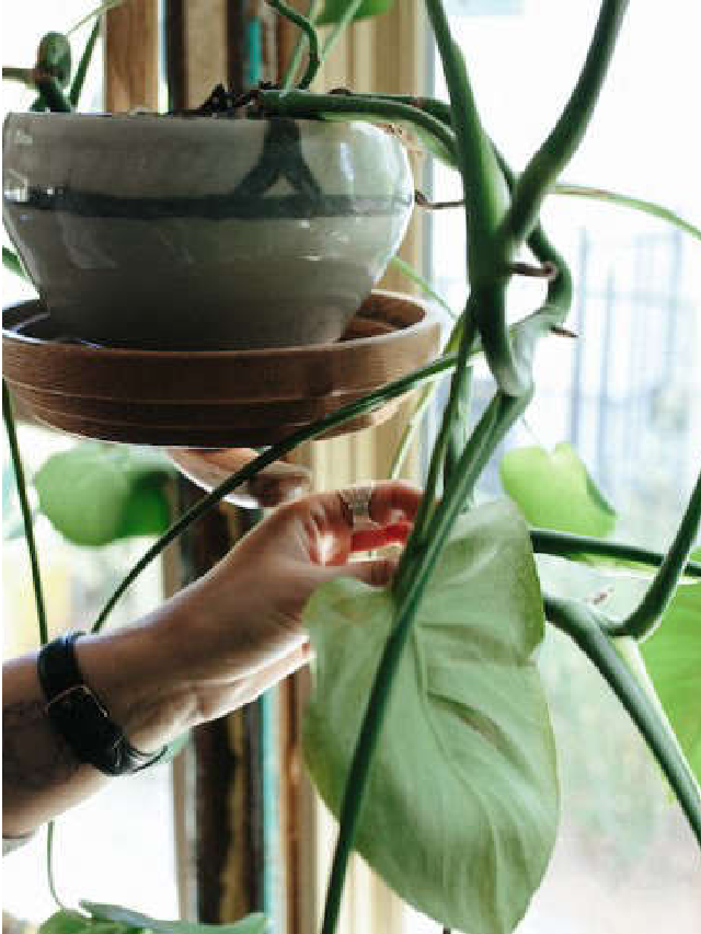 Ask the Expert: Puneet Sabharwal on Troubleshooting the Top 5 Houseplant Issues Web Story