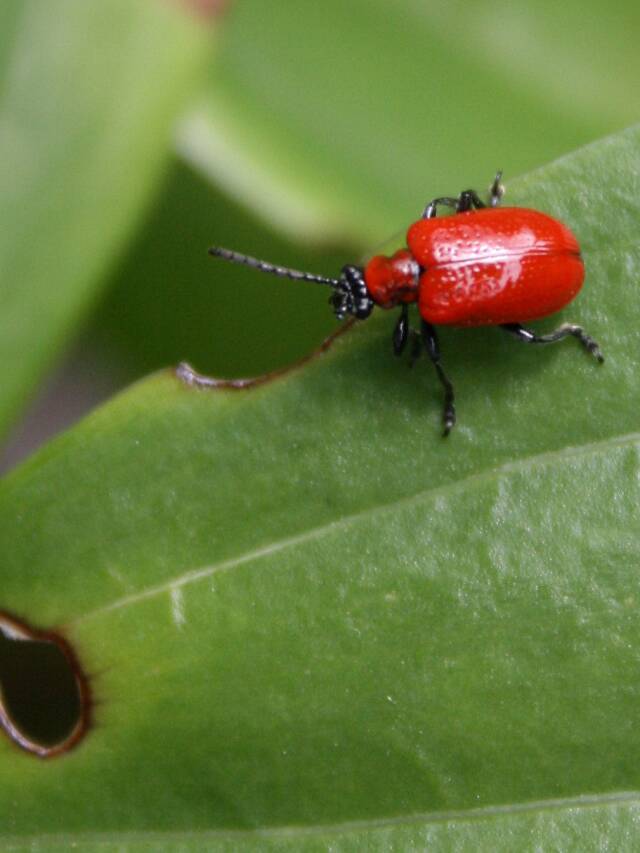 Search & Destroy: Scarlet Lily Beetles Web Story
