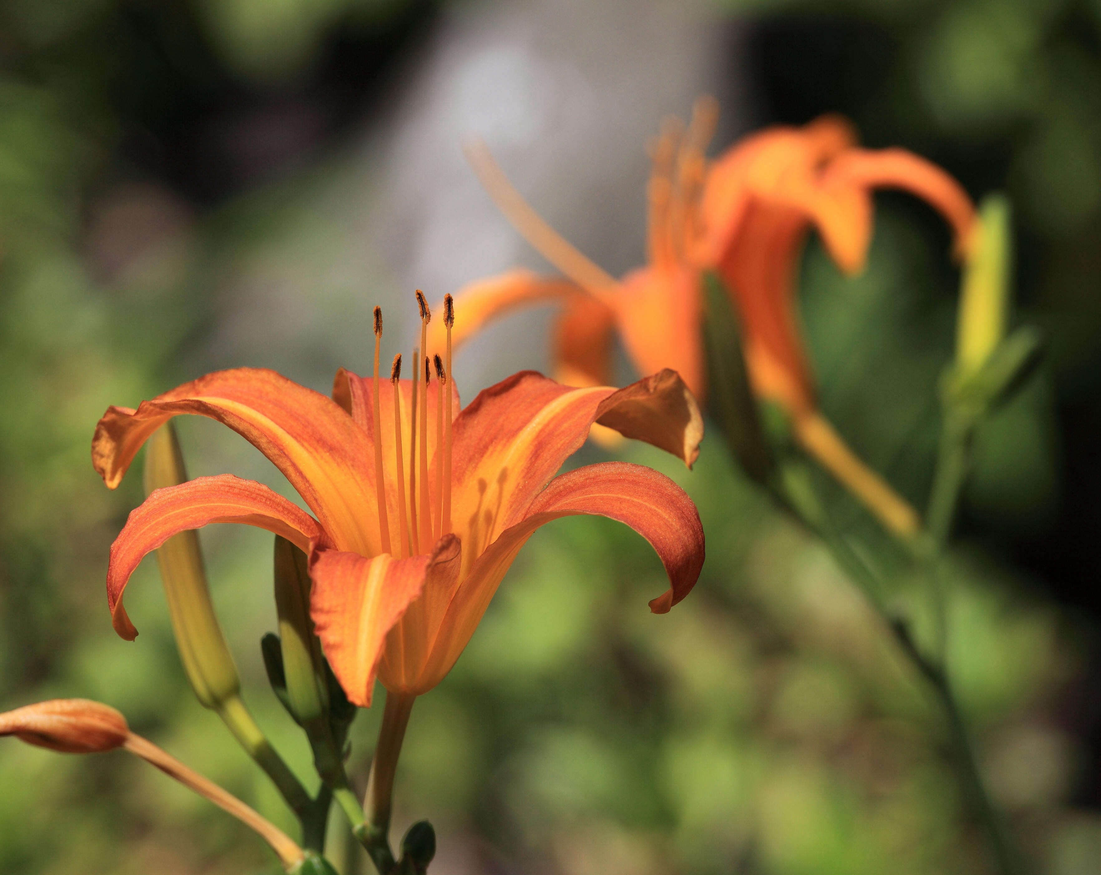 Gardening 101: Daylily - Gardenista