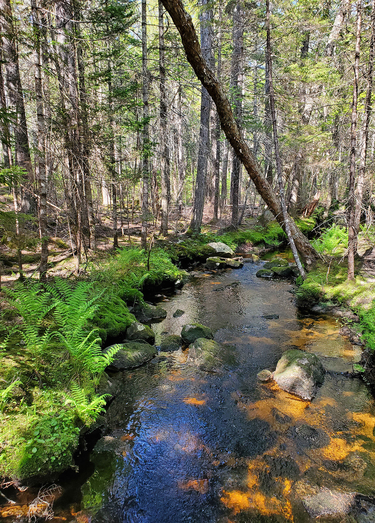 A Walk in the Woods and a Bracken Fern Forage