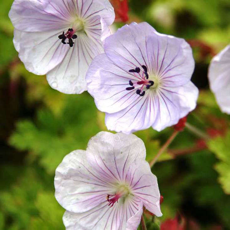 Gardening 101: Geranium - Gardenista