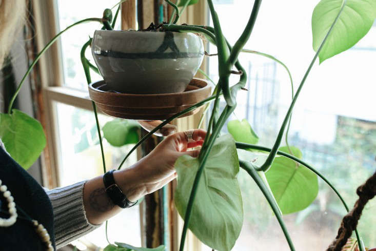 Ask the Expert: Puneet Sabharwal on Troubleshooting the Top 5 Houseplant Issues