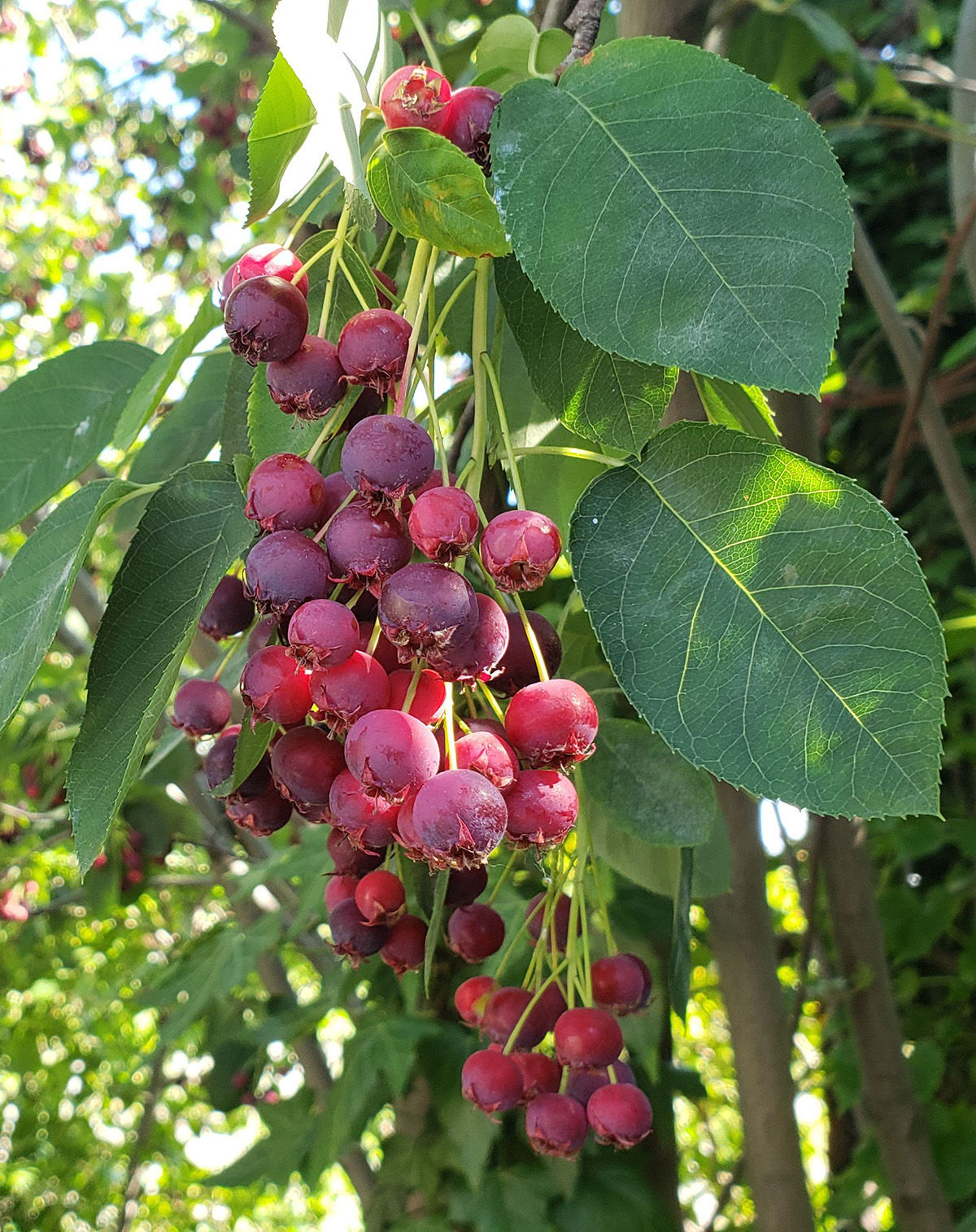 Serviceberries: Forage the Sweet Fruit for Good Eats