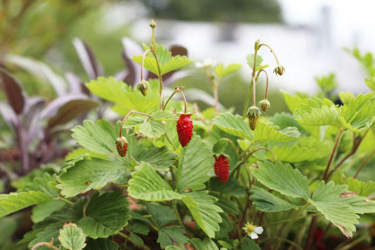 Gardening 101: Alpine Strawberries - Gardenista