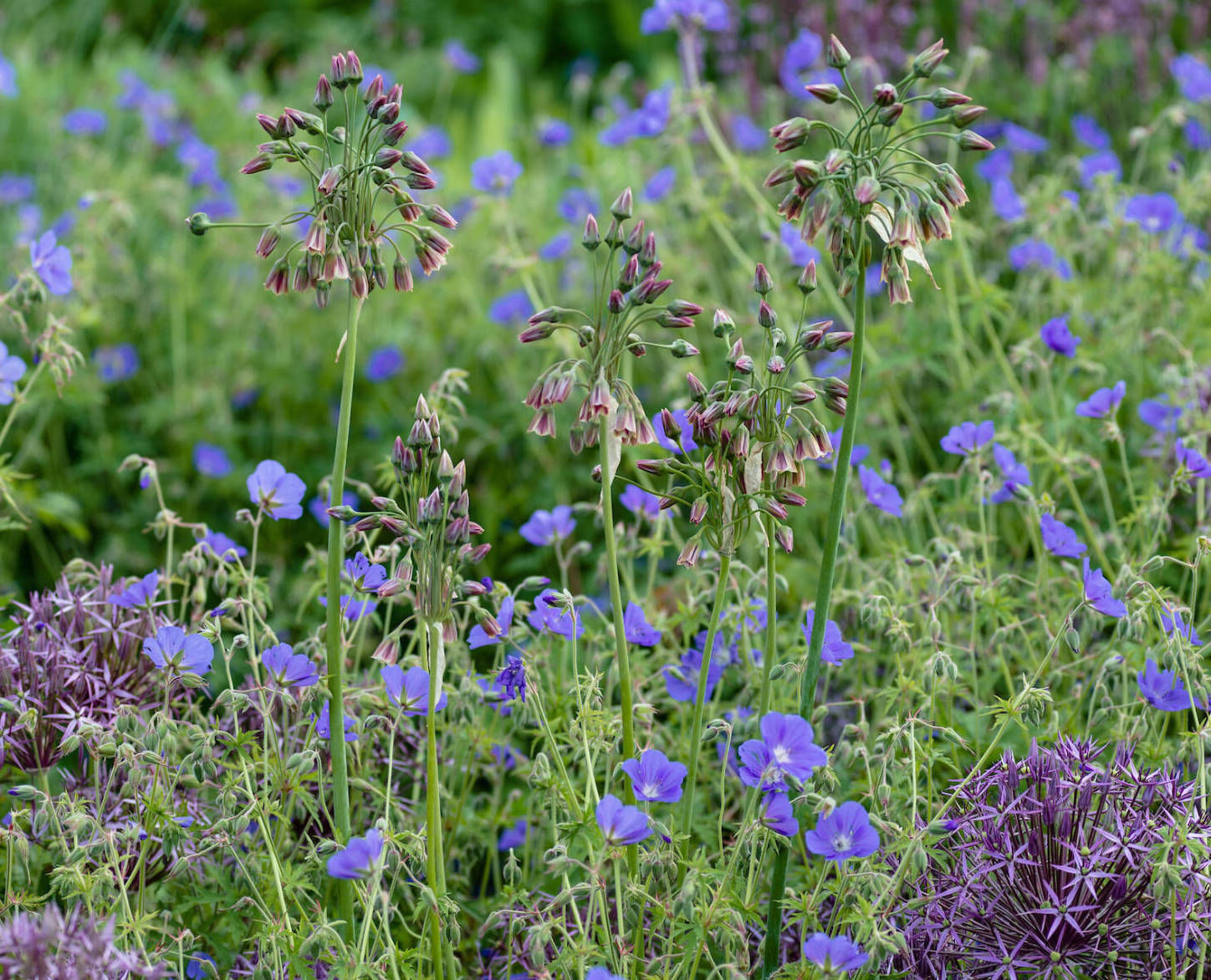 Required Reading: ‘Grow5: Simple Seasonal Ideas for Small Outdoor Spaces with Just Five Plants’ by Lucy Bellamy