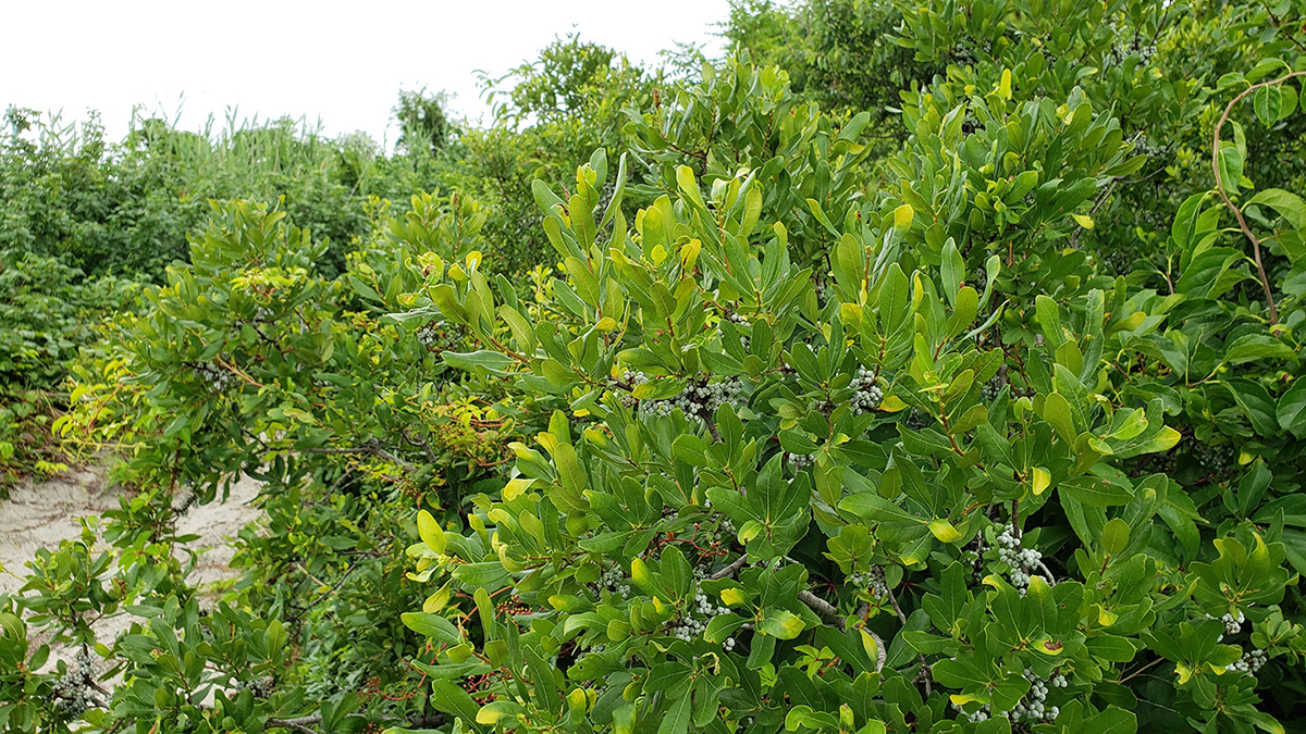 Juniper: A Native Spice on a Tree Near You Web Story - Gardenista