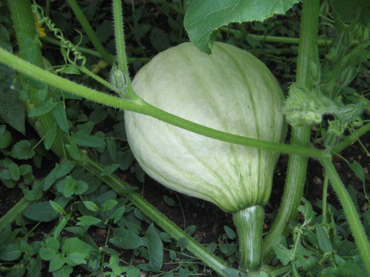 Blue Hubbard squash keeps the squash vine borer away from your zucchini. Photograph by Louise Joly via Flickr.