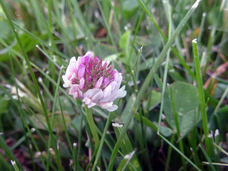 Allow plants like clover (pictured is a clover bloom), violets, and barren strawberry flower and go to seed. Photograph courtesy of University of Minnesota Extension.