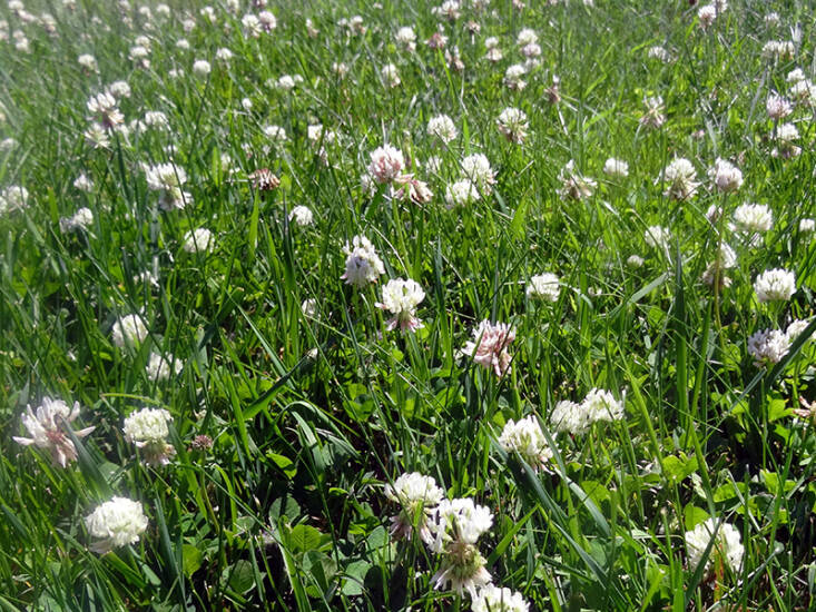 Bees love white clover. Photograph courtesy of University of Minnesota Extension.