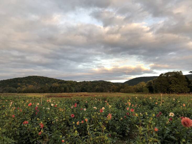 A field of dahlias at organic flower farm Tiny Hearts Farm in the Hudson Valley. Photograph by Melissa Ozawa, from Ask the Experts: Organic Flower Farms Share Tips on Growing a Cutting Garden.