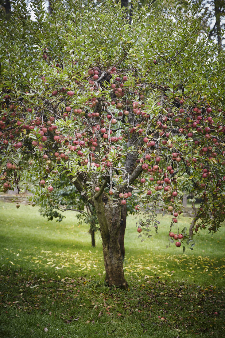 âThe orchard at Bird Haven Farm is about 100 years old and has apples that ripen from July (early sours) to October (Rome). When there is an extra-large crop, I donate apples to our local food bank,â says Mavec.