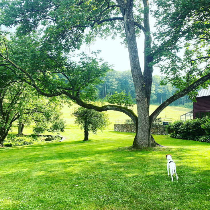 “The emerald ash borer has been in New Jersey for years now. This central ash tree is being fed every year with the hope that it can live. Tree care is such an important part of the garden maintenance,” says Mavec.