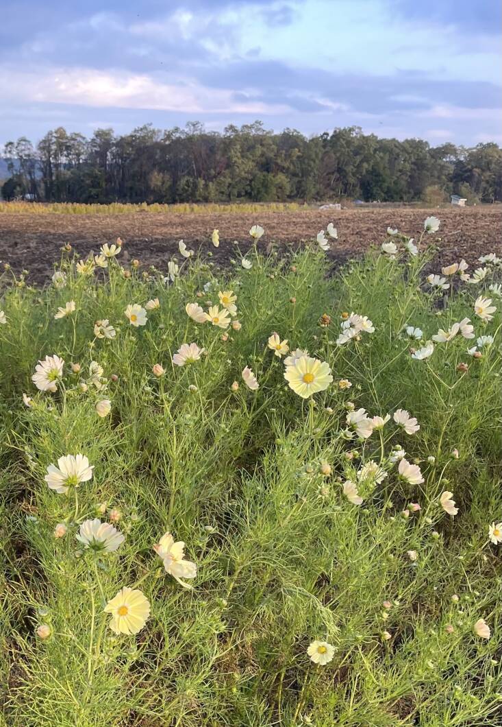 &#8216;Kiiro&#8217; cosmos grows at Tiny Hearts Farm. Photograph courtesy of Tiny Hearts Farm.