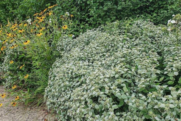 La menthe des montagnes en grappe (Pycnanthemum muticum) est une superbe plante qui attire les pollinisateurs.  (Il est également connu sous le nom de menthe des montagnes à dents courtes.) Photographie via Prairie Nursery.
