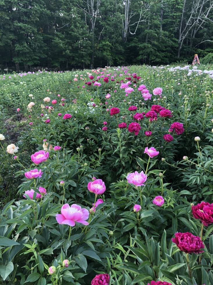 Beautiful peonies at Fivefork Farms. Photograph by Melissa Ozawa.