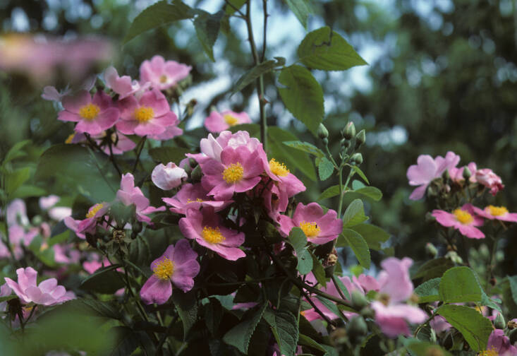 Photograph courtesy of Andy and Sally Wasowski, Lady Bird Johnson Wildflower Center.