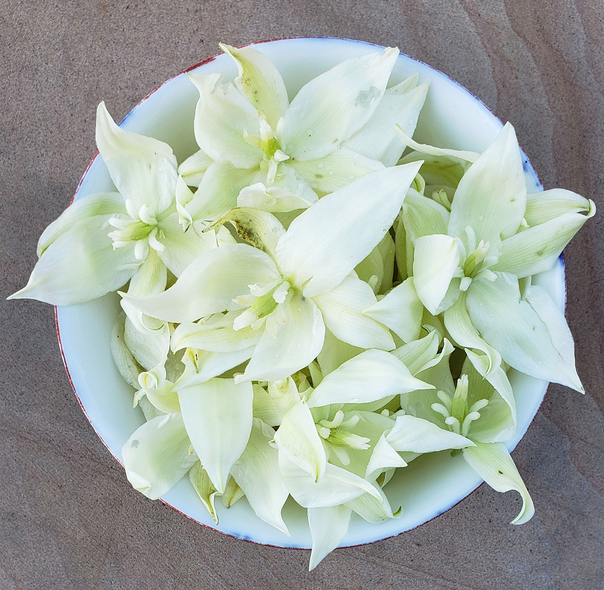 Yucca A Resilient Garden Plant and a Delicious Vegetable
