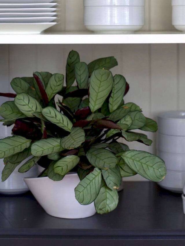 Gardening 101: Prayer Plants - Gardenista Web Story - Gardenista