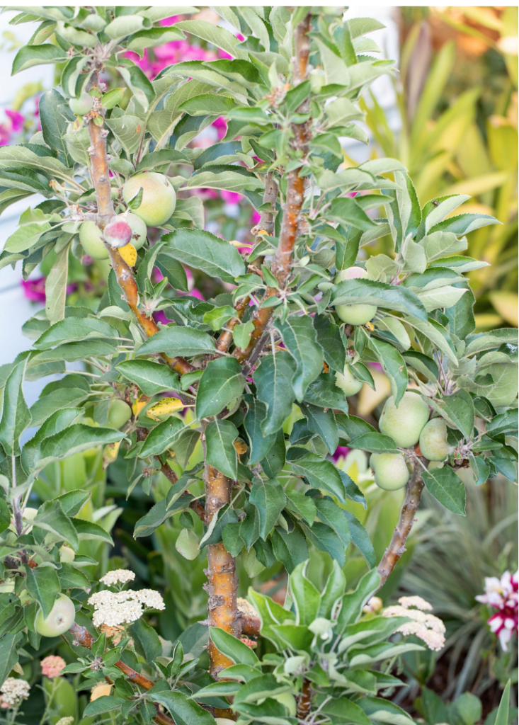 A ‘Scarlet Sentinel’ apple tree in bloom. Photograph by Rachel Weill, courtesy of Pine House Edible Gardens.