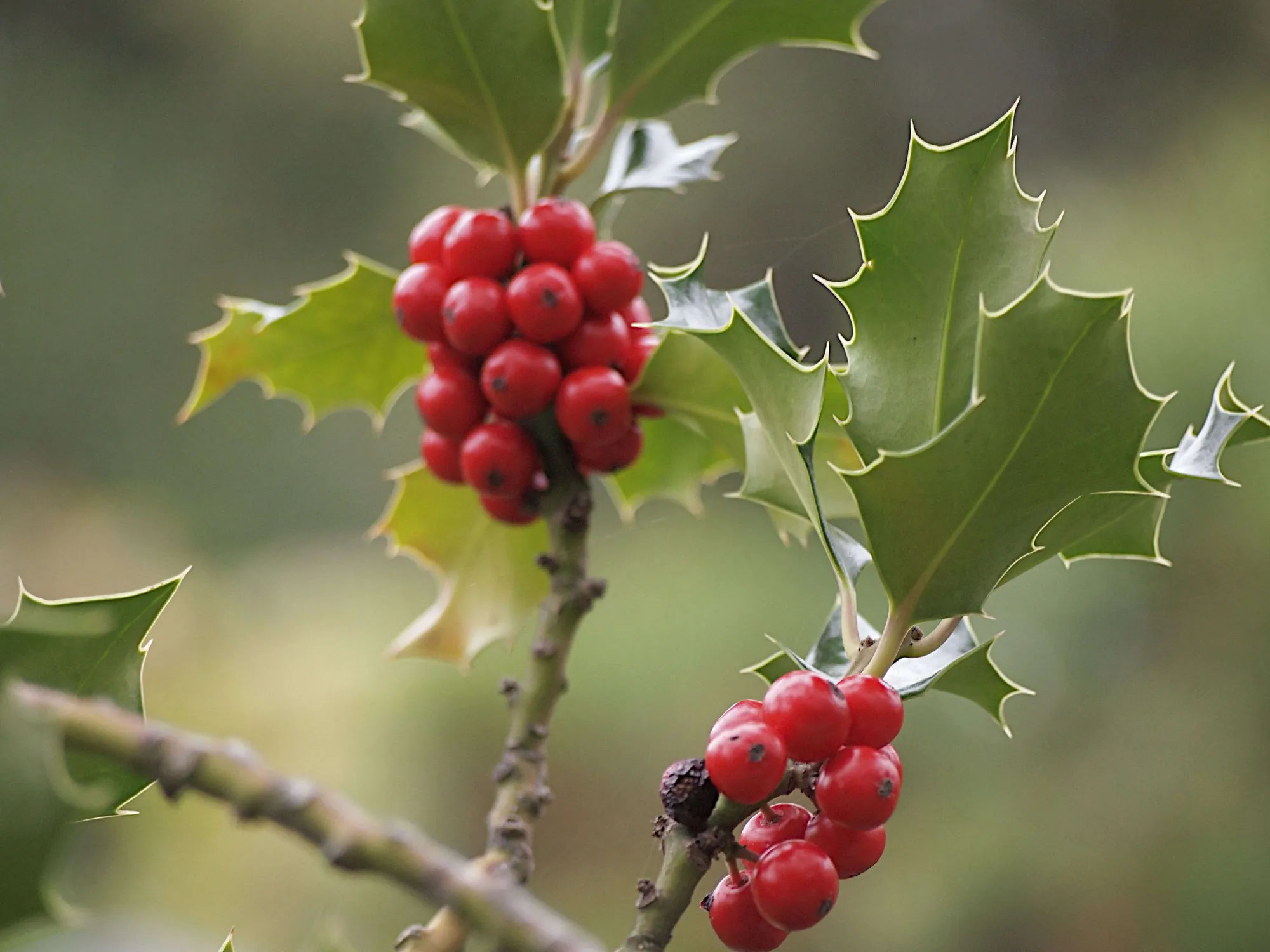Deck the Halls: 5 Best Holly Trees for a Garden (and Garlands) - Gardenista