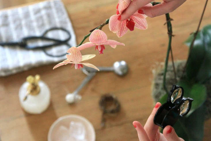 The Orchid That Owned Me - Gardenista