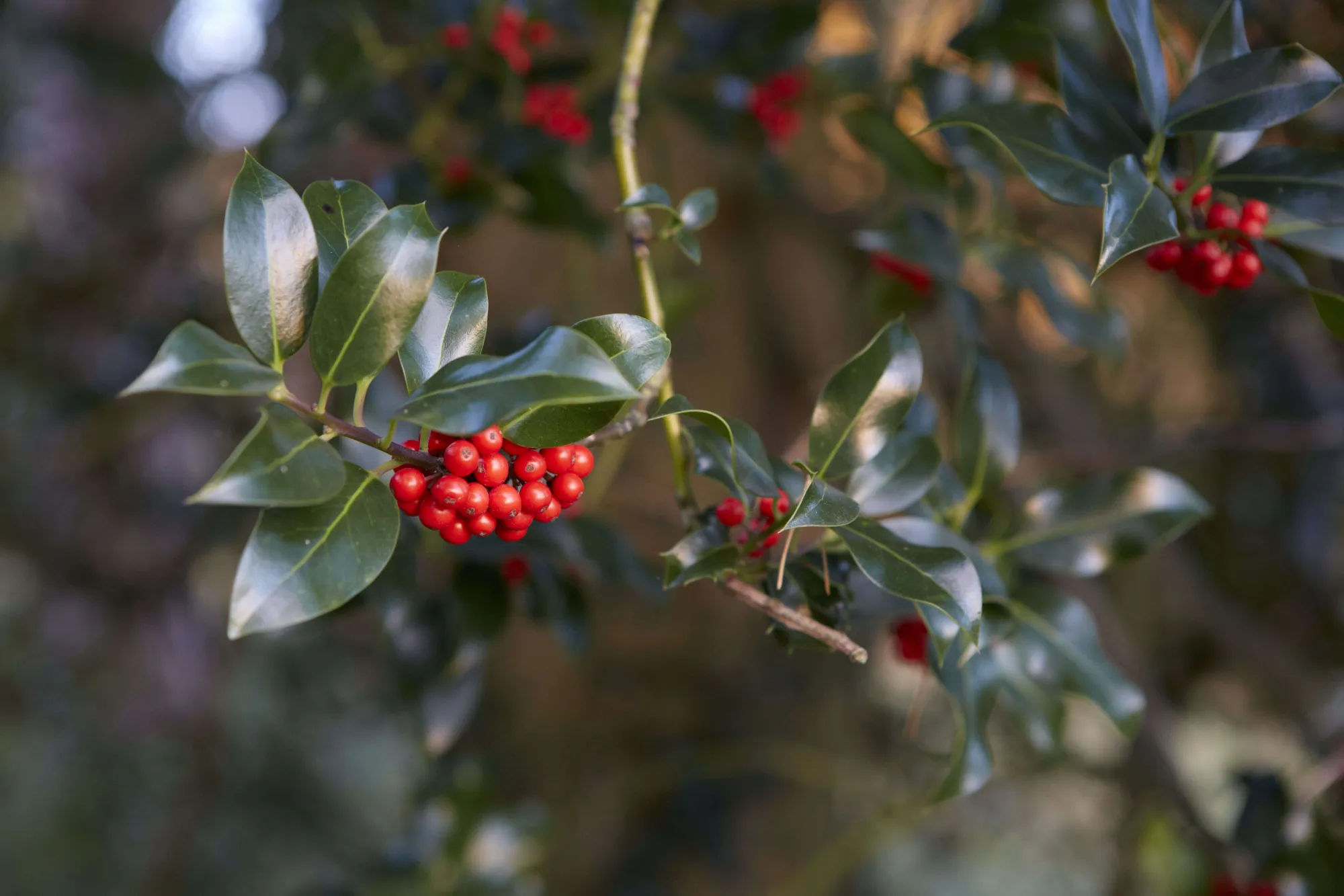 Gardening 101: Holly - Gardenista