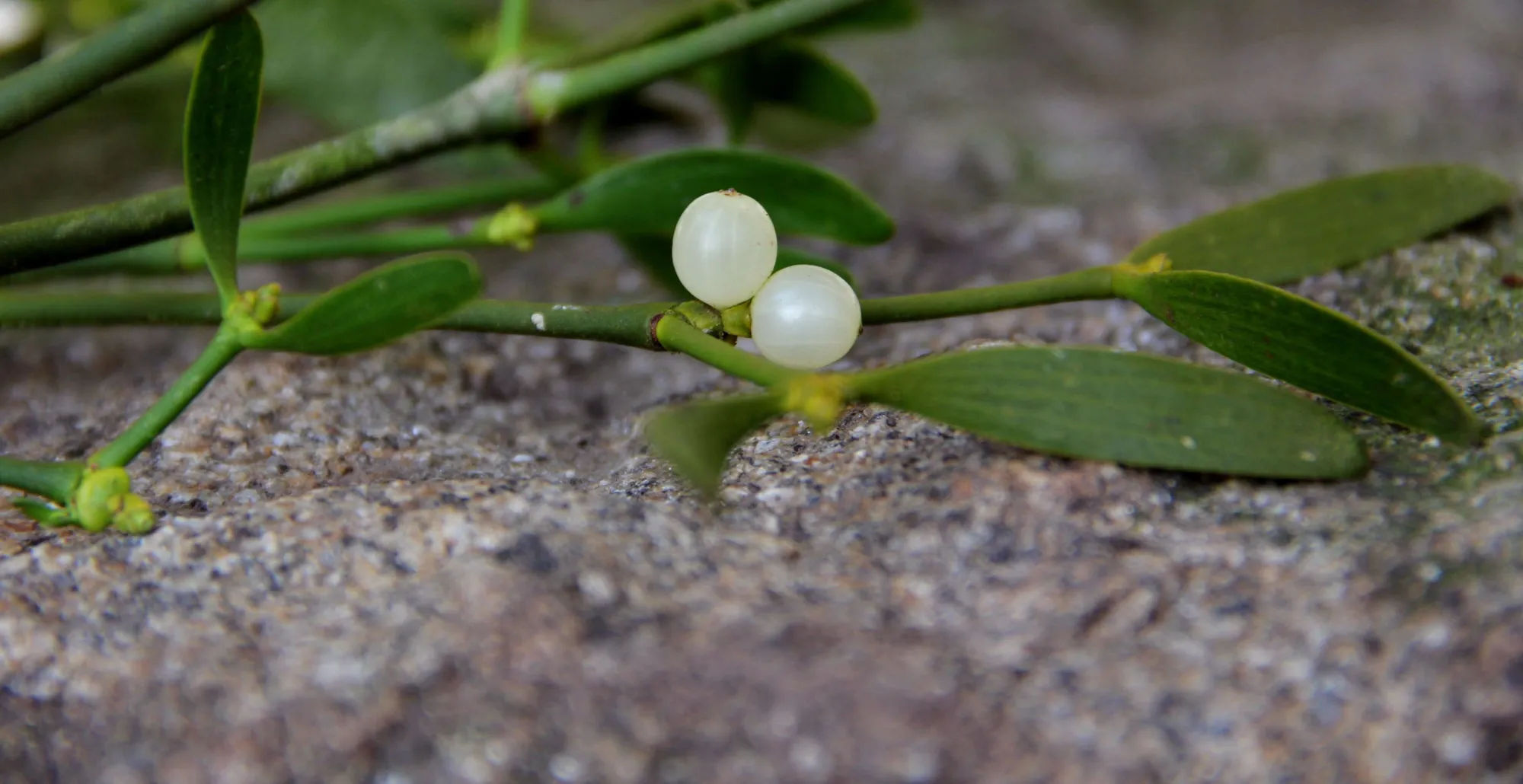 Gardening 101: Mistletoe - Gardenista