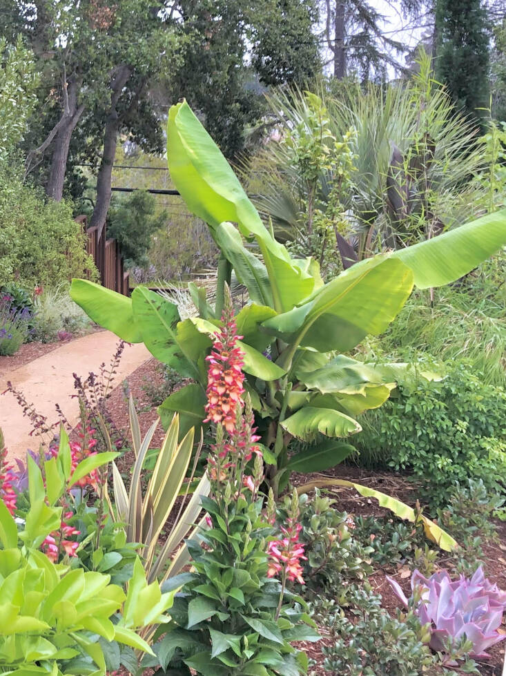 The enormous leaves of the ‘Ice Cream’ banana plant add a tropical vibe to gardens. Photograph by Lonna Lopez.