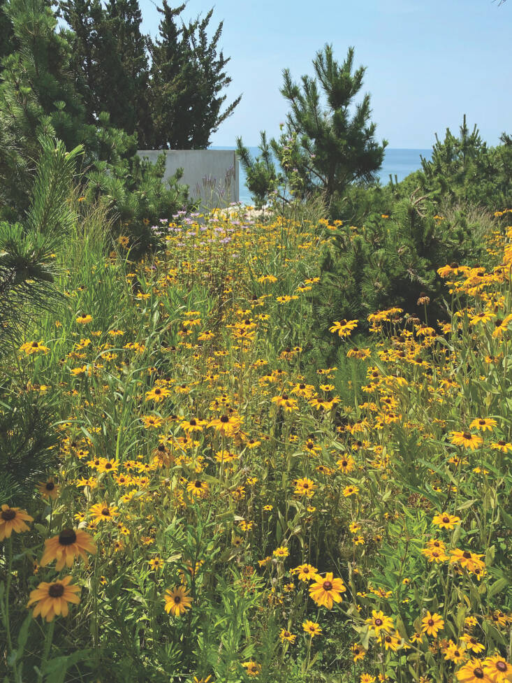 A bountiful summer meadow flaunts black-eyed Susans and beebalm. To support pollinators, plan to have at least three different types (nine is ideal) of native plants in bloom during each of the growing seasons to provide a steady feast. Photograph by Edwina von Gal.