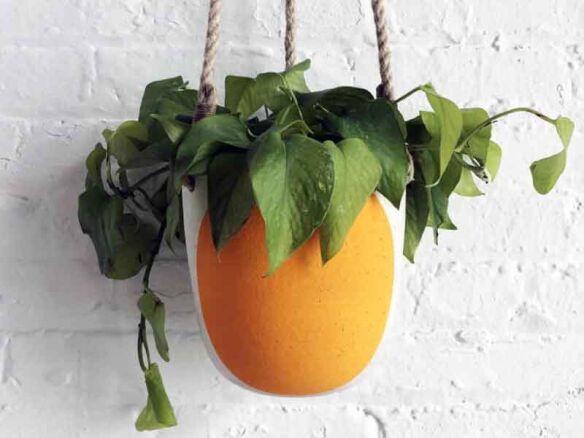 Planter Hanging: Full Moon Marigold