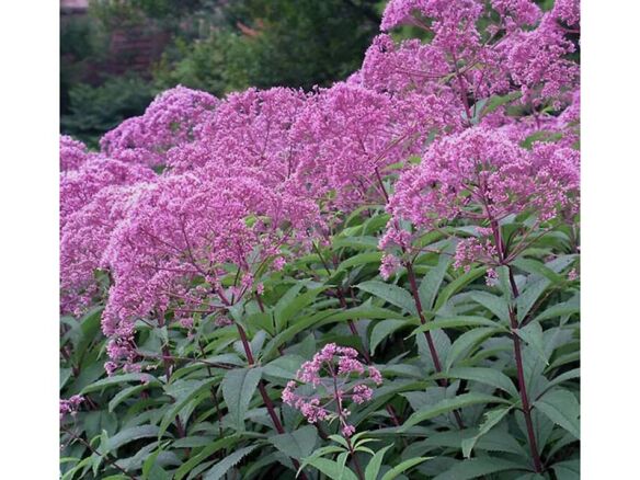 Eupatorium Gateway