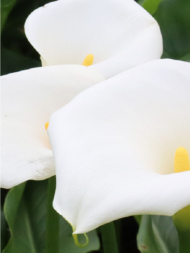 Arum Lilies (aka Calla Lilies) Grow Wild in South Africa Web Story ...