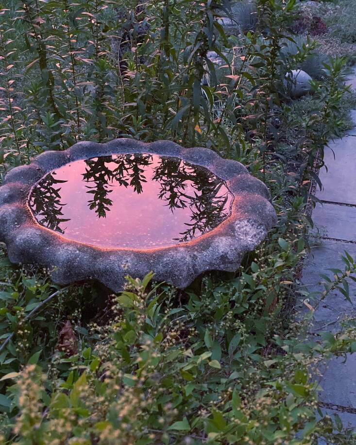 A vintage birdbath reflecting the sunset and surrounded by purple asters that have not yet bloomed.
