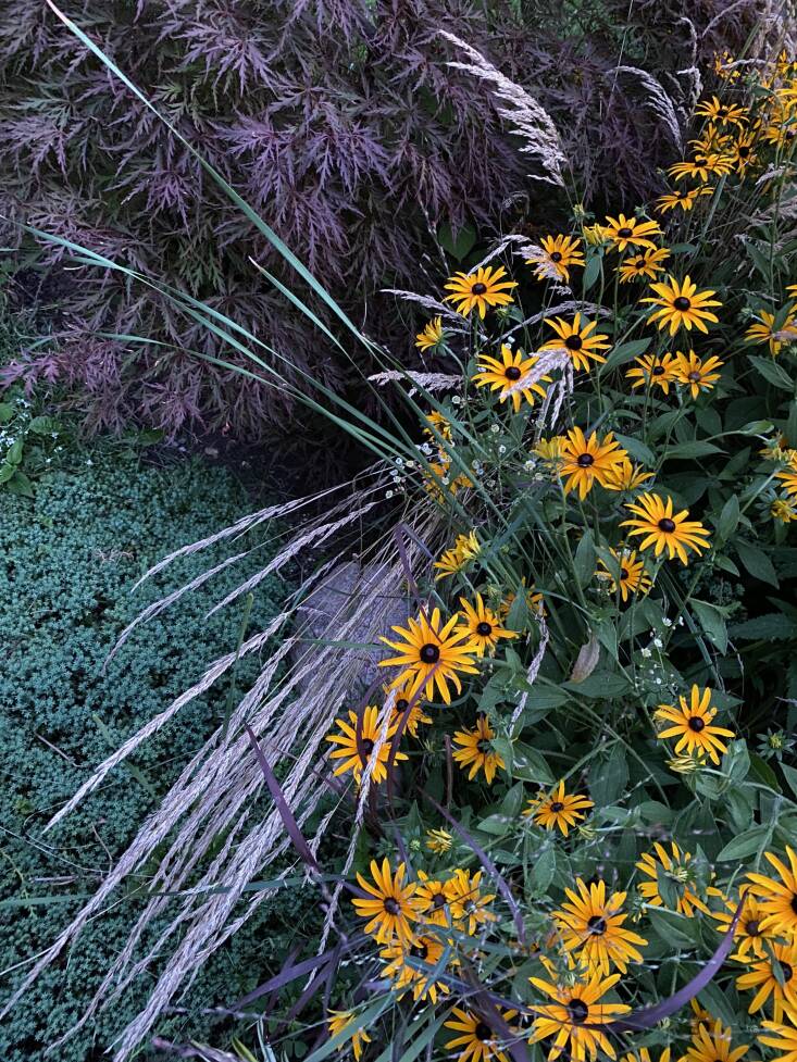 Black-eyed Susans mingling with feather reed grass, Japanese maple, and creeping juniper. &#8\2\20;My mother loved Black-eyed Susans. There were a few that were here originally, and a friend gave us some to plant from her garden a few years ago. They have taken off, and I am sentimentally attached to them,&#8\2\2\1; shares Amy.