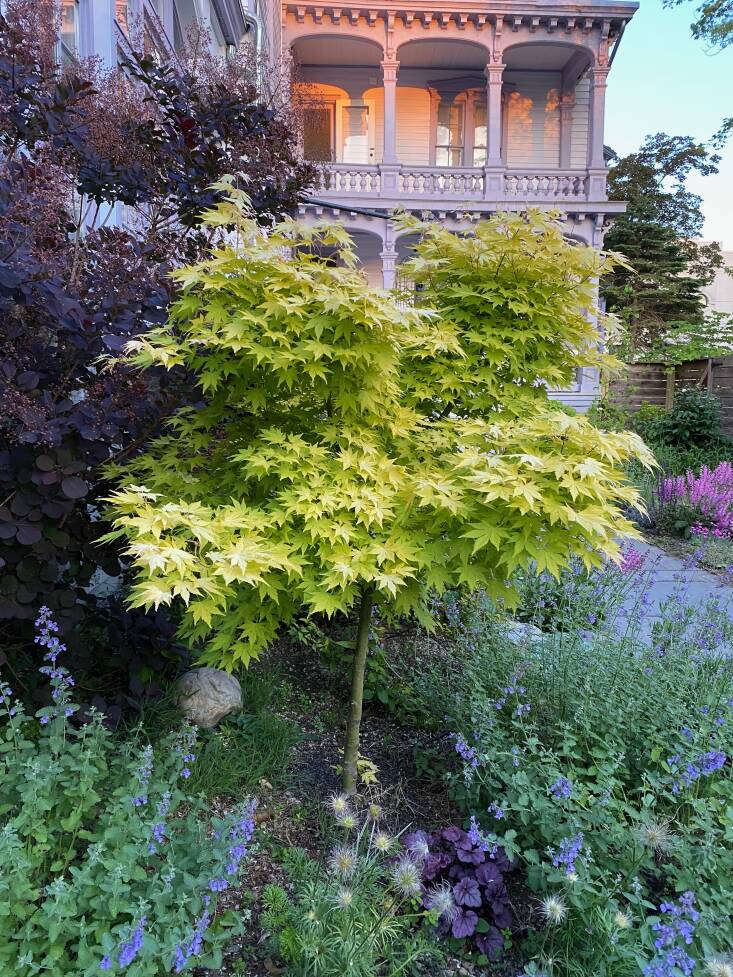 The beginning of sunset. &#8\2\20;The best garden pictures happen for me at twilight,&#8\2\2\1; says Amy. &#8\2\20;I love the deep plum of the smoke tree with this acid green Japanese maple.&#8\2\2\1; Planted under the trees are catnip, crevice alumroot, and cut-leaf anemone.