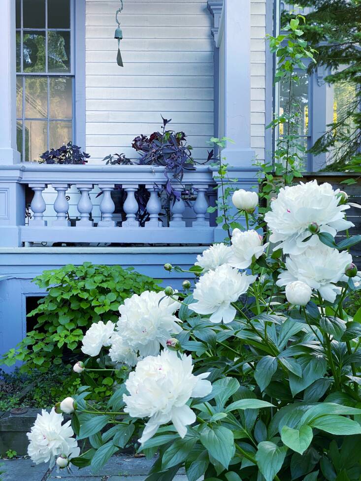 A riot of peonies, with a climbing hydrangea in the background. On the porch are houseplants enjoying their summer vacation outdoors. The windbell is from Cosanti in Arizona (see Object of Desire: Architect-Designed Bronze Wind Bells from Cosanti.)